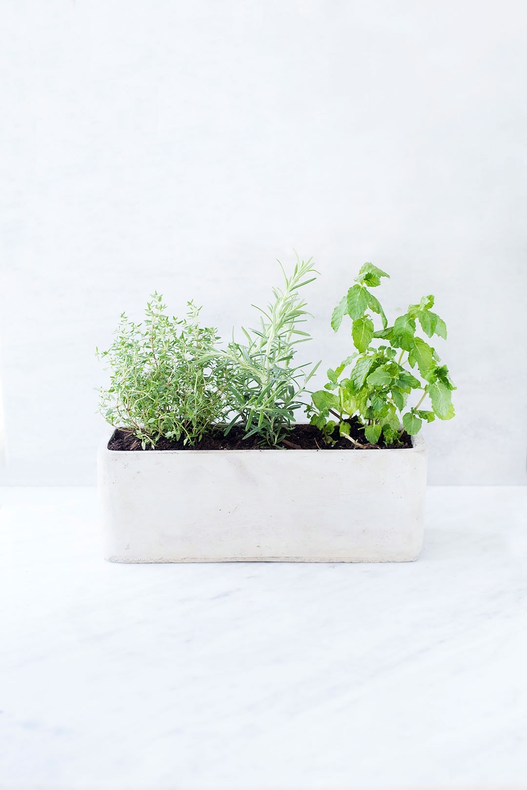 How To Grow A Simple Kitchen Herb Garden Loveleaf Co Grow A Simple Kitchen Herb Garden