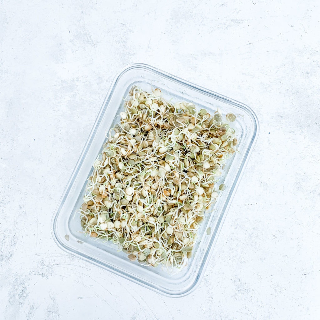 Container full of lentil sprouts on a white table.